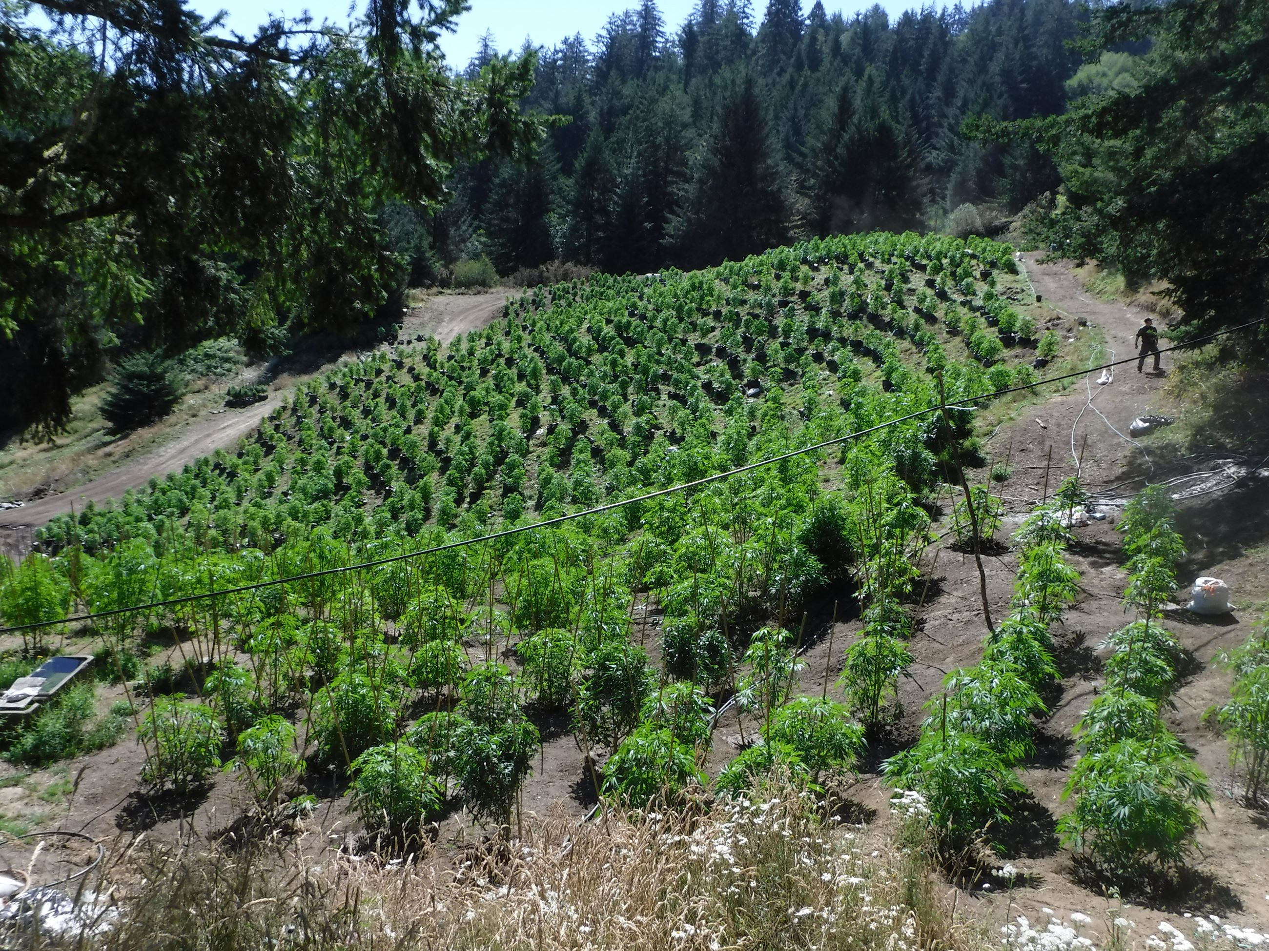 Marijuana Arrests Case 201603794